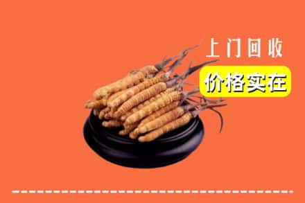 七台河桃山回收冬虫夏草